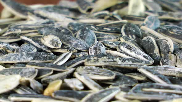 Sunflower Turning 2 alt