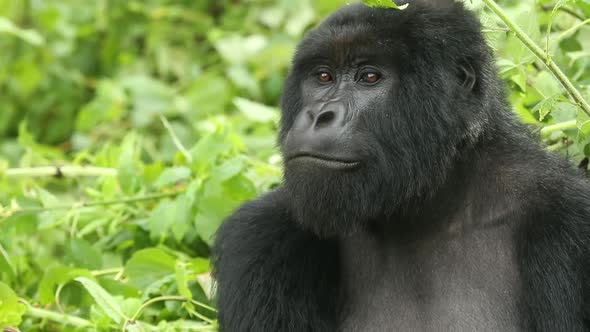 Mountain Gorilla Looking Around