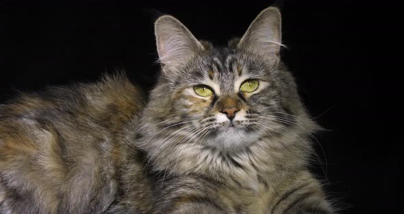 Tortie Maine Coon Domestic Cat, Female laying against Black Background, Normandy in France alt