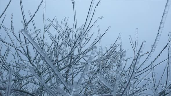 Ice Tree