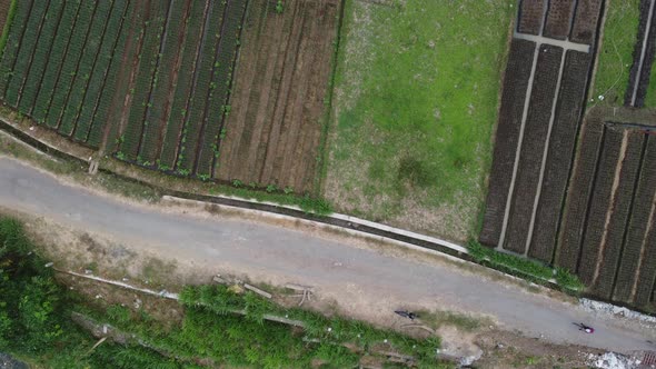Cyclists crossing the small road in the rice field area. Top aerial view alt