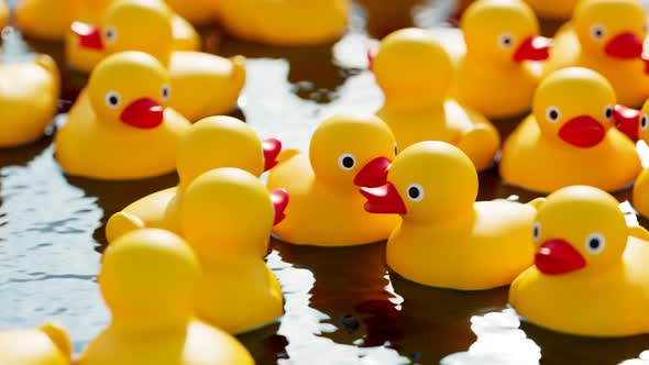 Seamless looping animation of yellow rubber ducks floating in the swimming pool alt