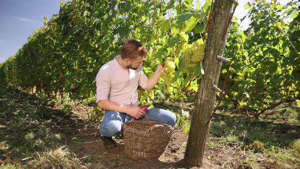 Male As Harvest Assistant in Manual Grape Selection in Vineyard alt