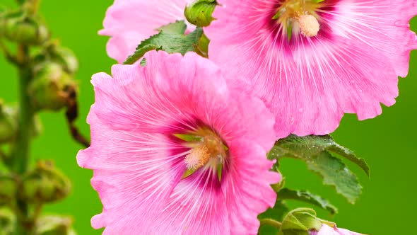 Pink Flower on Green Field Background alt
