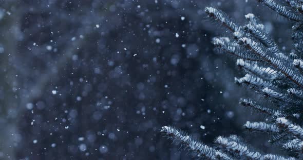 Natural randomly falling snow on a background of blue spruce branches. alt