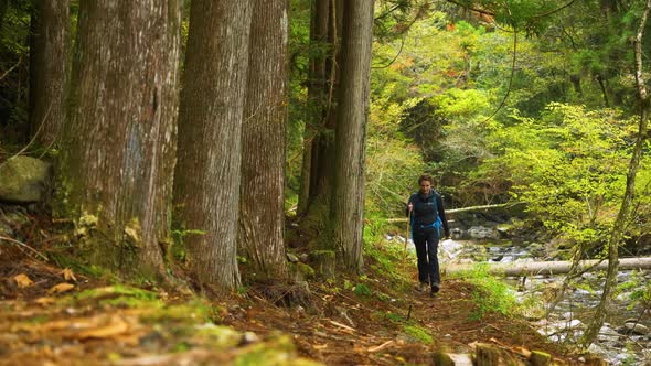Slow motion, female walks alongside steam and strong tree trunks, Kumano Kodo alt