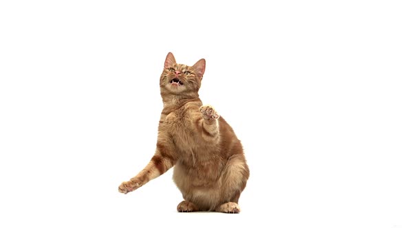 700408 Red Tabby Domestic Cat, Adult Playing against White Background, Slow motion alt