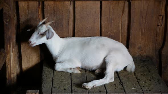A white kid in the barn is sitting and chewing grass alt