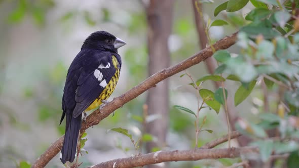 A Black-backed Grosbeak Perched on a Small Branch Surrounded with Woodland Tree Leaves in the Backgr alt