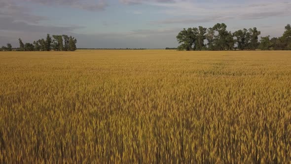 Flying A Drone Over A Yellow Field Of Wheat In The Evening