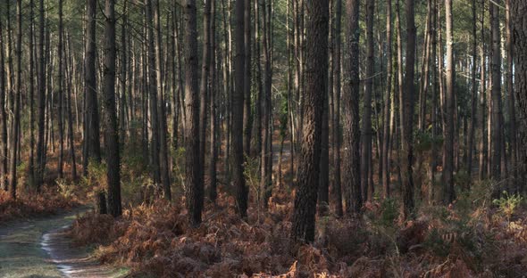 Coniferous trees in the Landes forest. Nouvelle Aquitaine, France. alt