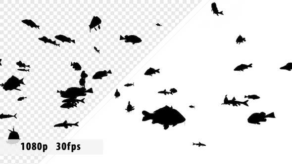 Silhouettes Of Different Fish