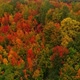 Autumn In The Forest - VideoHive Item for Sale