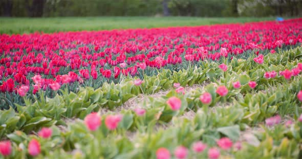 Blooming Tulips on Agriculture Field alt