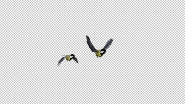 2 Yellow Titmouse Birds - Flying Transition 1 - Alpha Channel