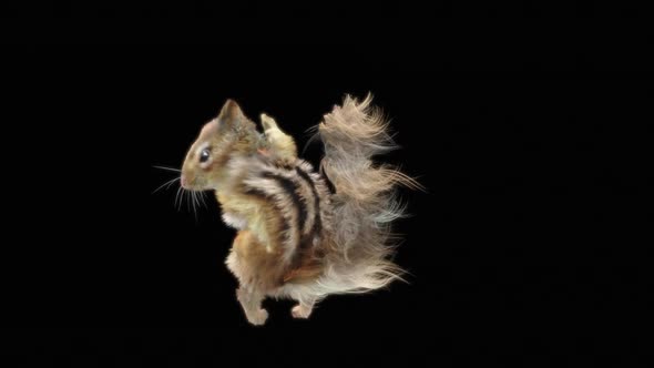 80 Squirrel Samba Dancing HD alt