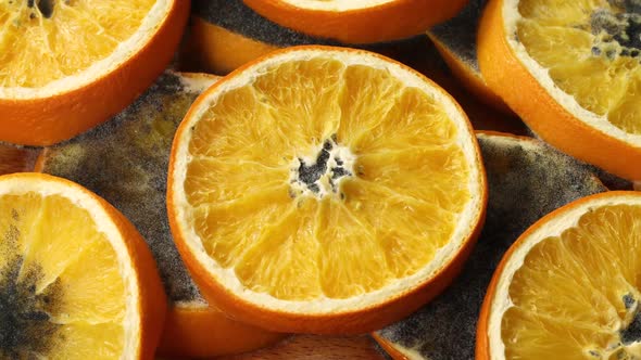 Decay Orange Slice is Rotting Mold and Bacteria Fruit Quickly Become Small and Wrinkled Timelapse alt