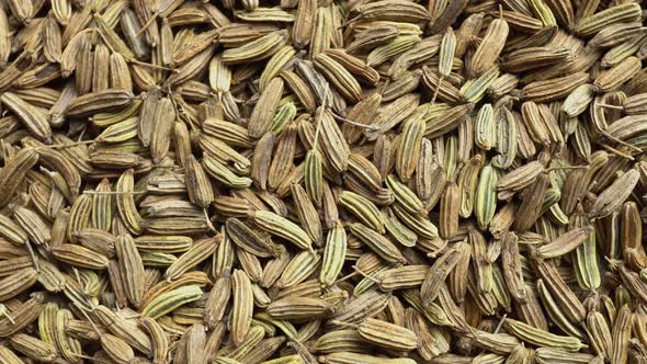 Rotation Fennel Fruits alt