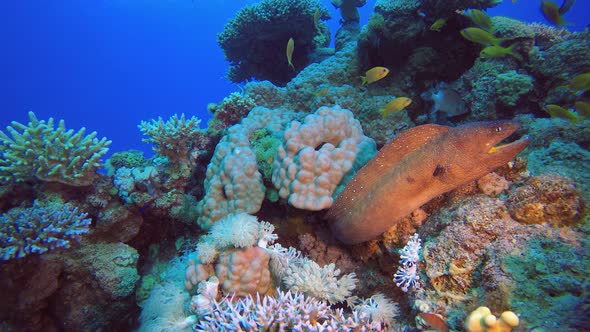 Underwater Tropical Yellow Moray