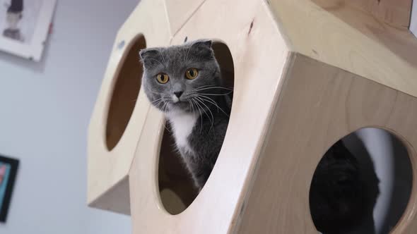 Portrait of a cute funny gray fold cat in a pet house.