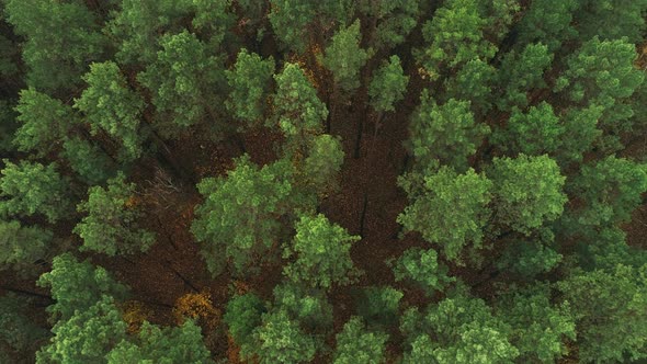 Top Down View of Autumn Forest Fall Woodland Aerial Shot alt