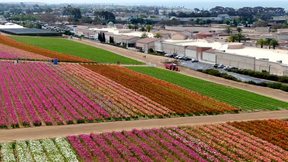 Aerial View of Flower Fields. alt