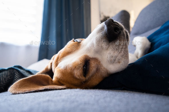 Beagle dog tired sleeps on a couch