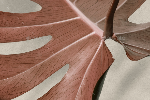 Copper monstera leaf design resource - Stock Photo - Images