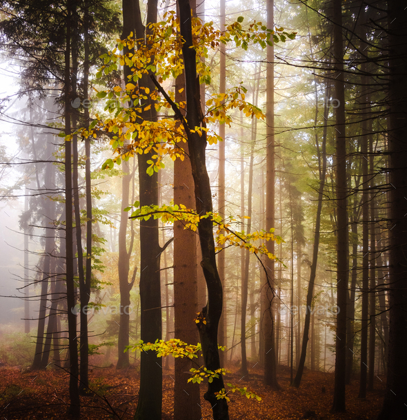 Enchanted forest in autumn Stock Photo by dreamypixel | PhotoDune