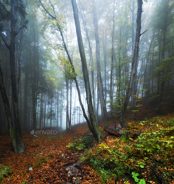 Enchanted forest in autumn Stock Photo by dreamypixel | PhotoDune