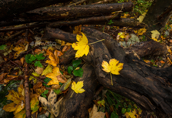 Enchanted forest in autumn Stock Photo by dreamypixel | PhotoDune