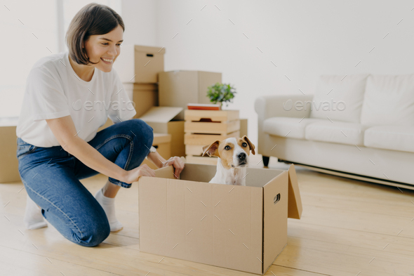 Woman dressed in white t shirt and jeans, plays with pedigree dog, moves carton box with animal