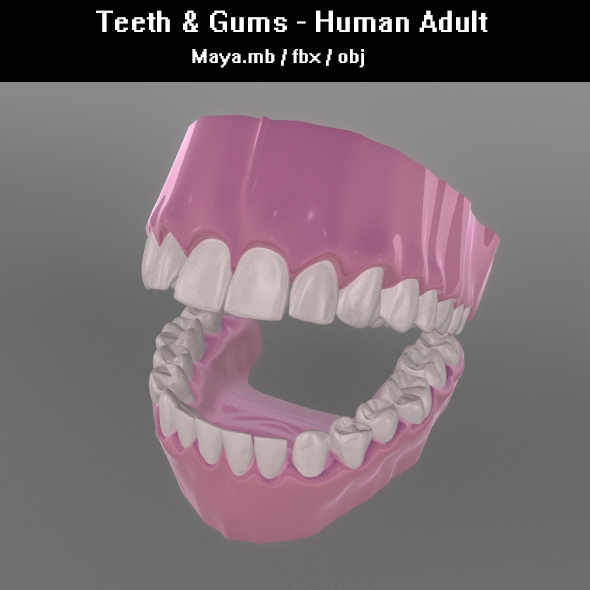 TeethGums - Human - 3Docean 33315020