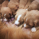 Female dog nursing cute puppies - PhotoDune Item for Sale