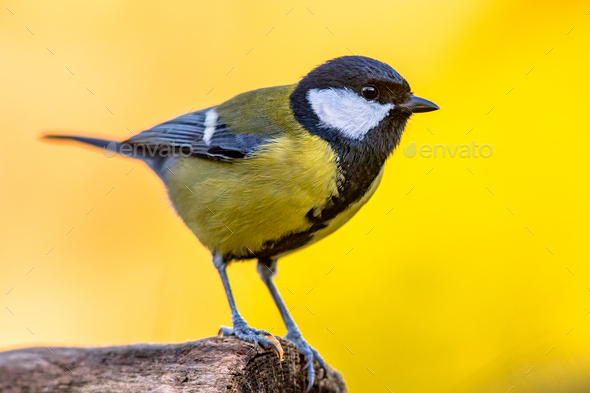 Great Tit, The Great Tit (Parus Major) is a passerine bird …