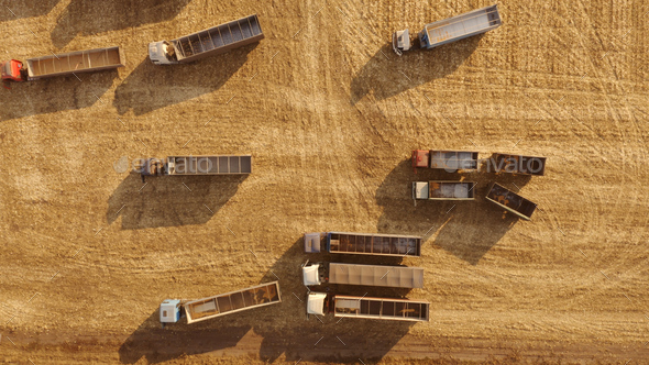 Grain trucks on a wheat field during harvest.