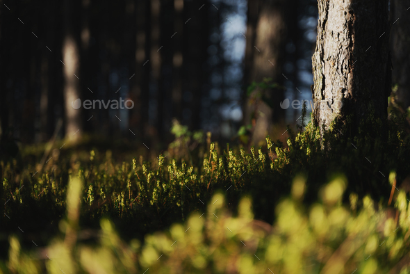 Tree trunk and grass in the forest - Stock Photo - Images