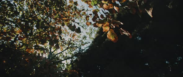 Beautiful golden leaves hanging on a tree,big cypress tree in the background alt