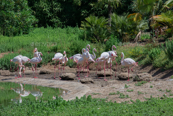 pink flamingos - Stock Photo - Images