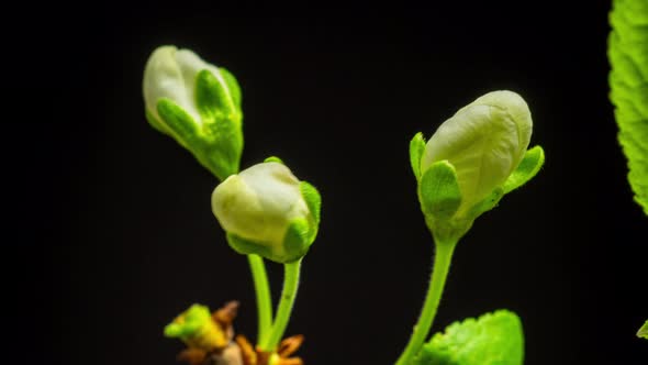 Plum Blossom Timelapse on Black alt