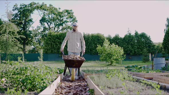 Man is Driving a Wooden Bark on a Wheelbarrow to Lay It Between the Beds