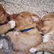 Cute dogs sleeping on blanket - PhotoDune Item for Sale