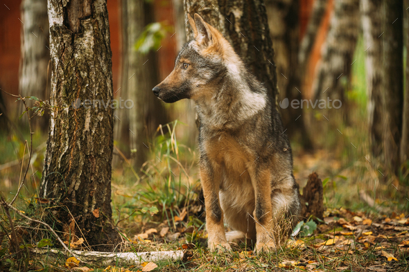 Funny Curious Cub Wolf, Canis Lupus, Gray Wolf, Grey Wolf