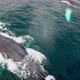 Humpback Whales in Detail, Drone View - VideoHive Item for Sale