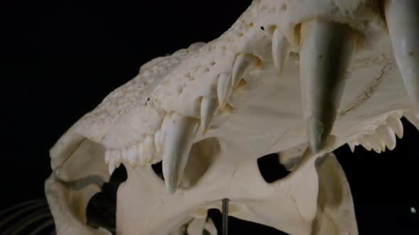 Crocodillian bite skeleton teeth macro close up alt