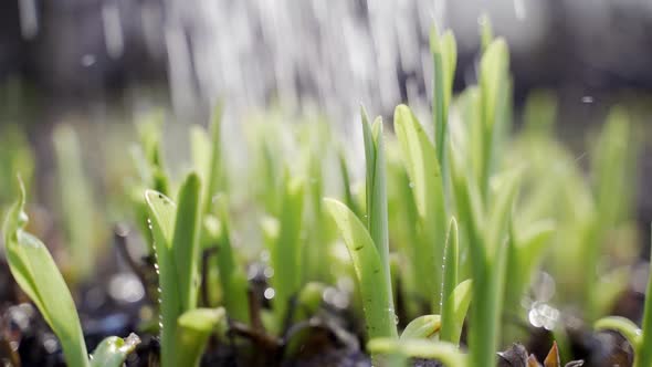 A Man Is Watering Young Green Sprouts in the Garden From a Watering Can alt