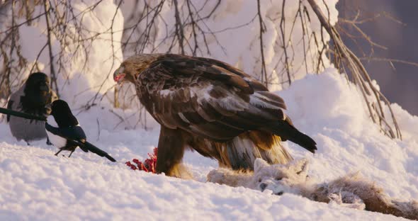 Golden Eagle Eats on a Dead Fox in the Mountains at Winter