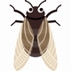 Japanese Cicada 1