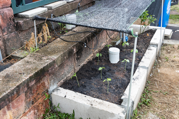 Worm tower for vermicompost installed on raised garden bed with new okra plants planted