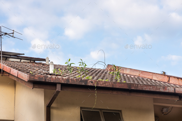 Clogged roof rain gutter full of dry leaf and plant growing in it